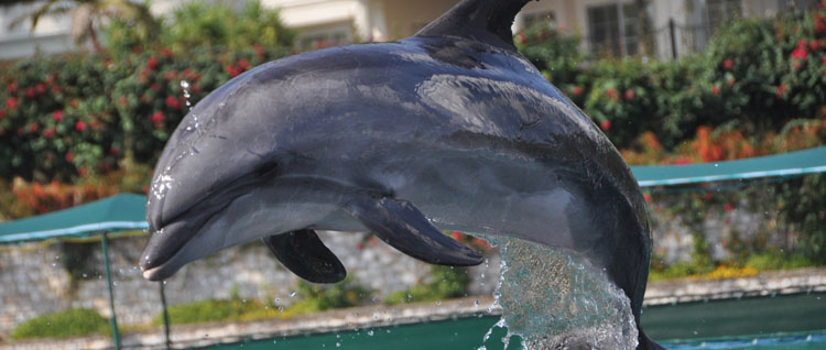 Kazakhstan Dolphinariun Tour Dolphinariun Tour