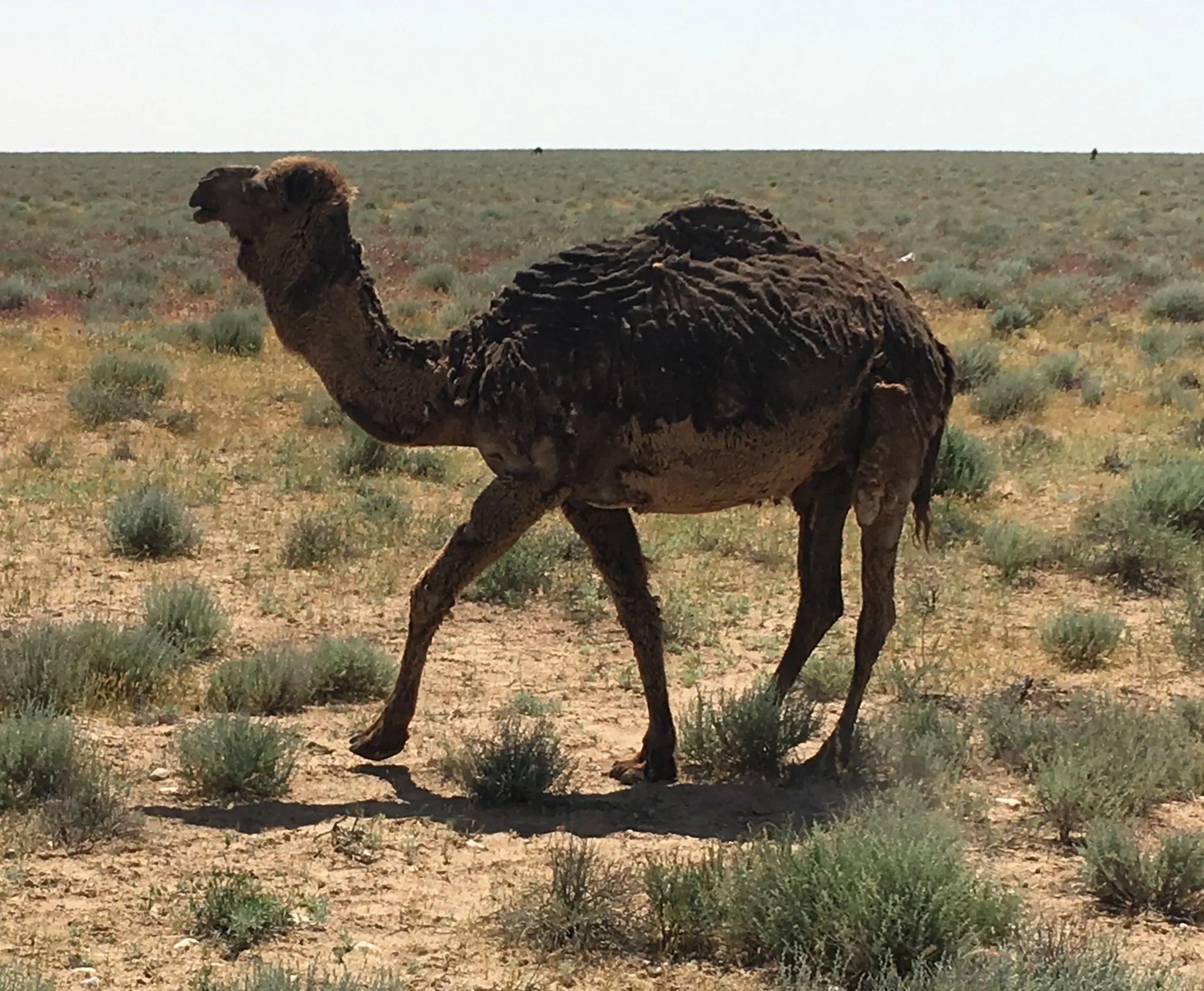 Karakum Desert